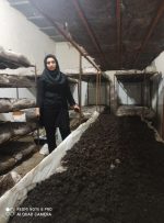 راه اندازی کارگاه پرورش قارچ خوراکی گچساران