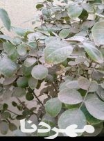 گرد و غبار به ۴۰ درصد باغات کهگیلویه و بویراحمد خسارت وارد کرد
