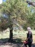 آغاز مقابله با آفت لیسه زالزالک در جنگل های کهگیلویه و بویراحمد