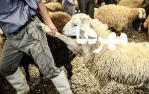 دستبند پلیس بر دست سارق حرفه‌ای احشام در کهگیلویه
